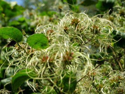 20140907Clematis_vitalba3
