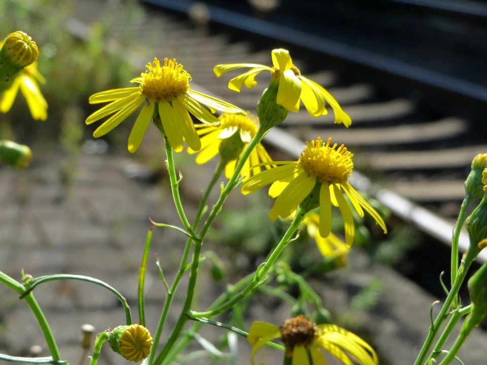 20140917Senecio_inaequidens