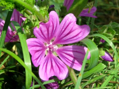 20140827Malva_sylvestris2