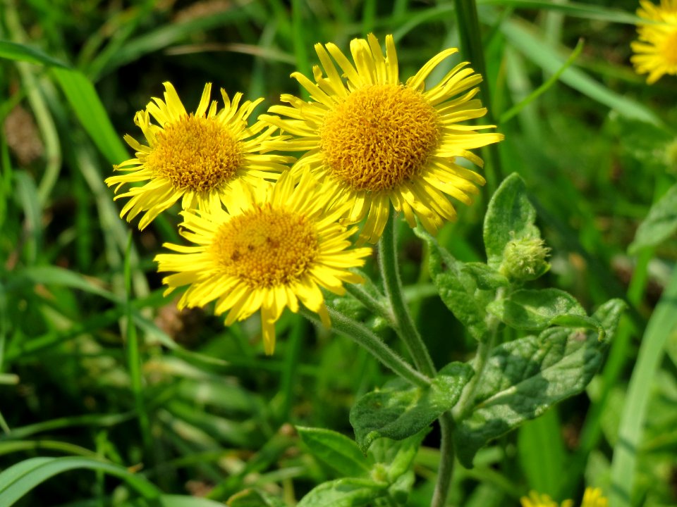20140908Pulicaria_dysenterica07