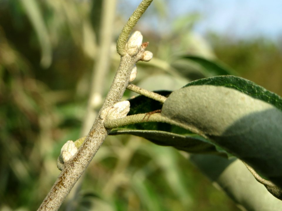 20140907Elaeagnus_angustifolia4
