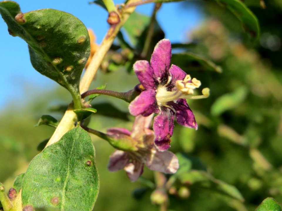 20140827Lycium_barbarum7