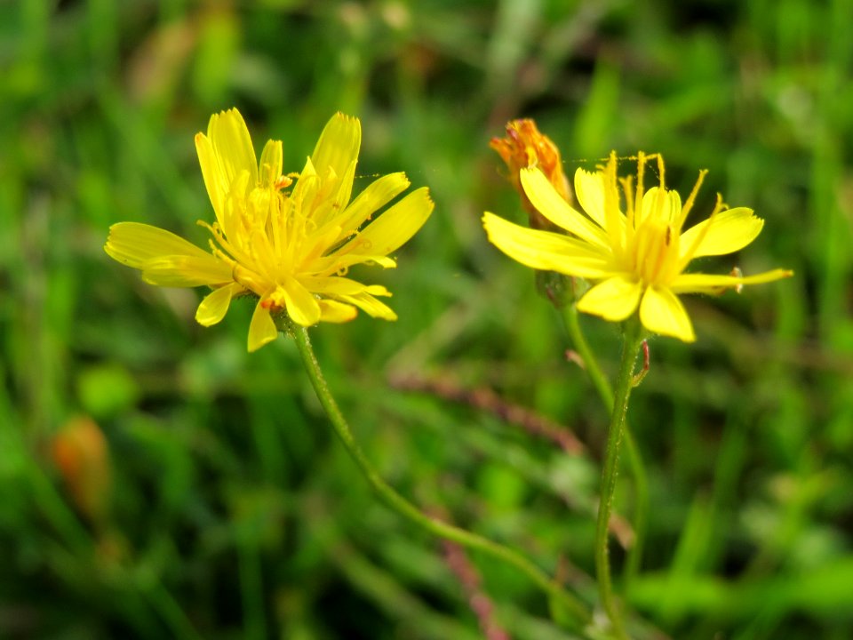20140908Hypochaeris_radicata