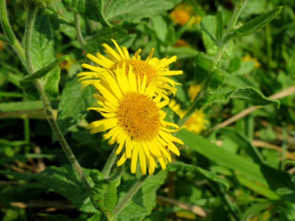 20140908Pulicaria_dysenterica03