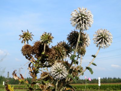 20140907Echinops_sphaerocephalus1