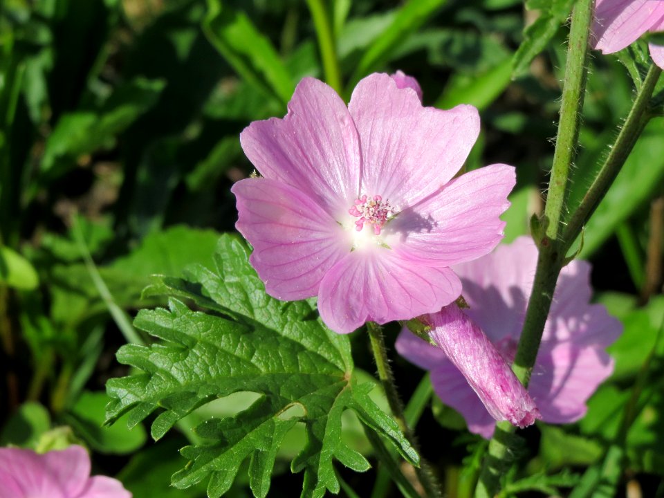 20140827Malva_moschata2