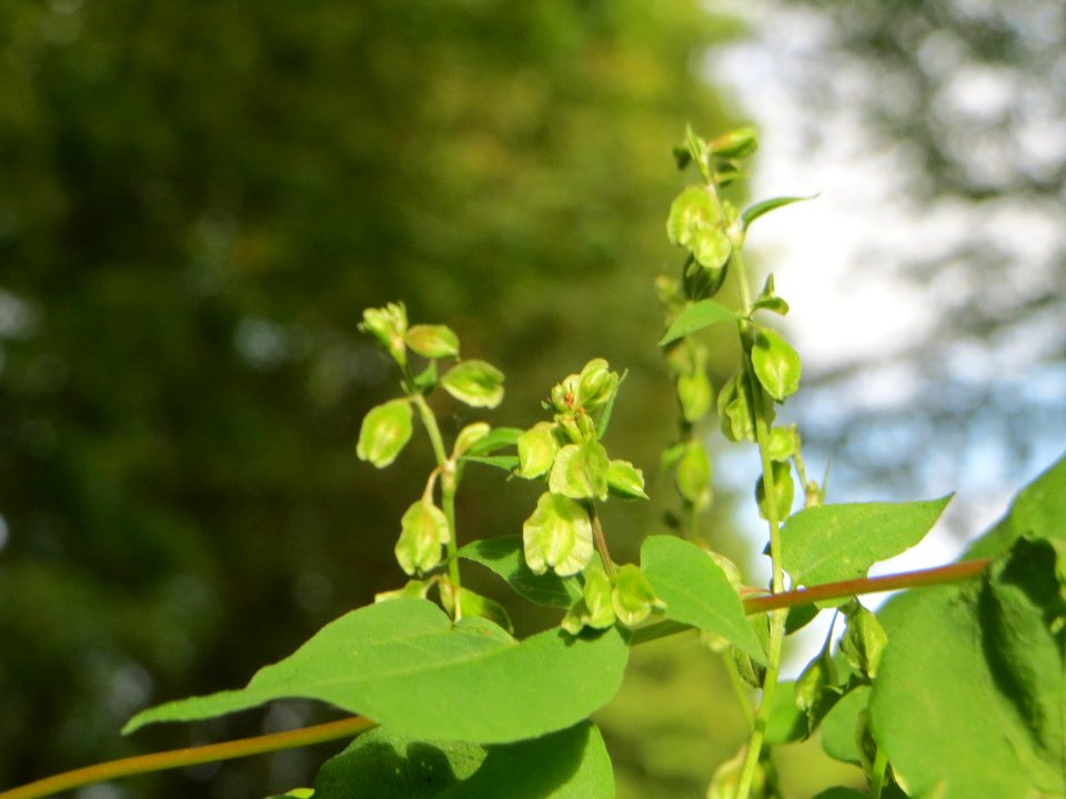 20140915Fallopia_dumetorum2