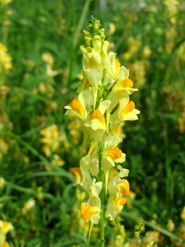 20140908Linaria_vulgaris1