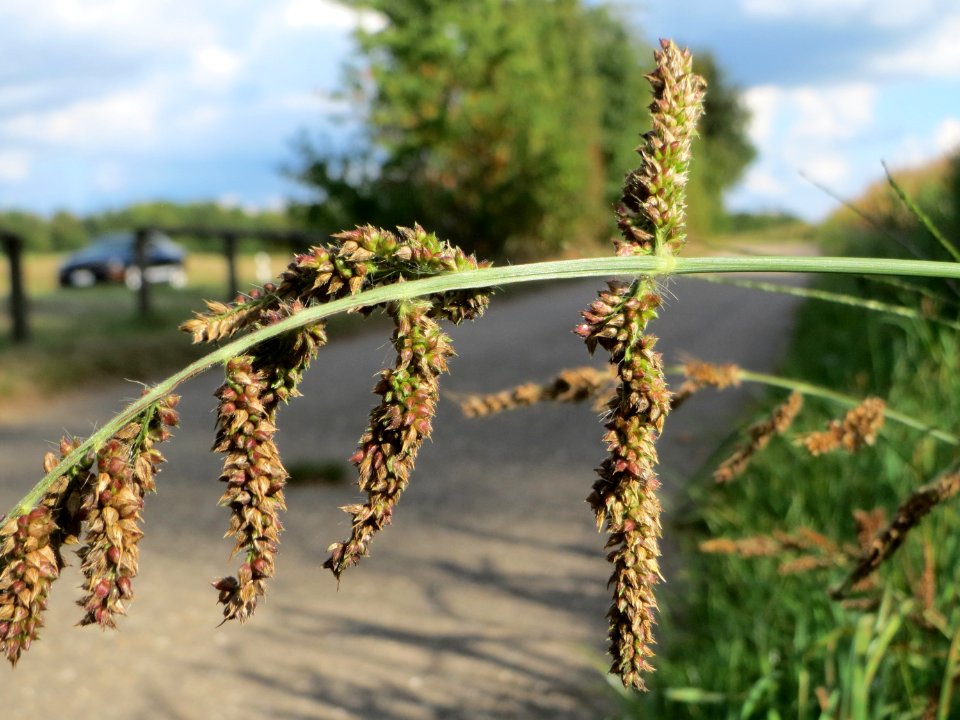 20140920Echinochloa_crus-galli5