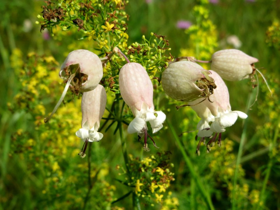 20140907Silene_vulgaris