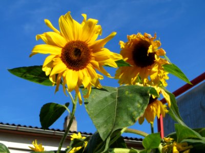 20140917Helianthus_annuus4