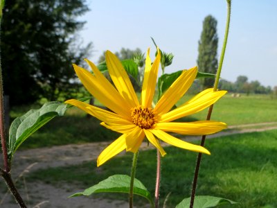 20140908Helianthus_tuberosus3