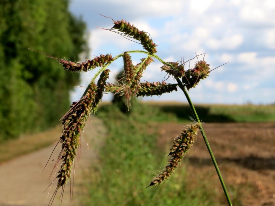 20140920Echinochloa_crus-galli1