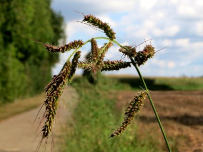 20140920Echinochloa_crus-galli1