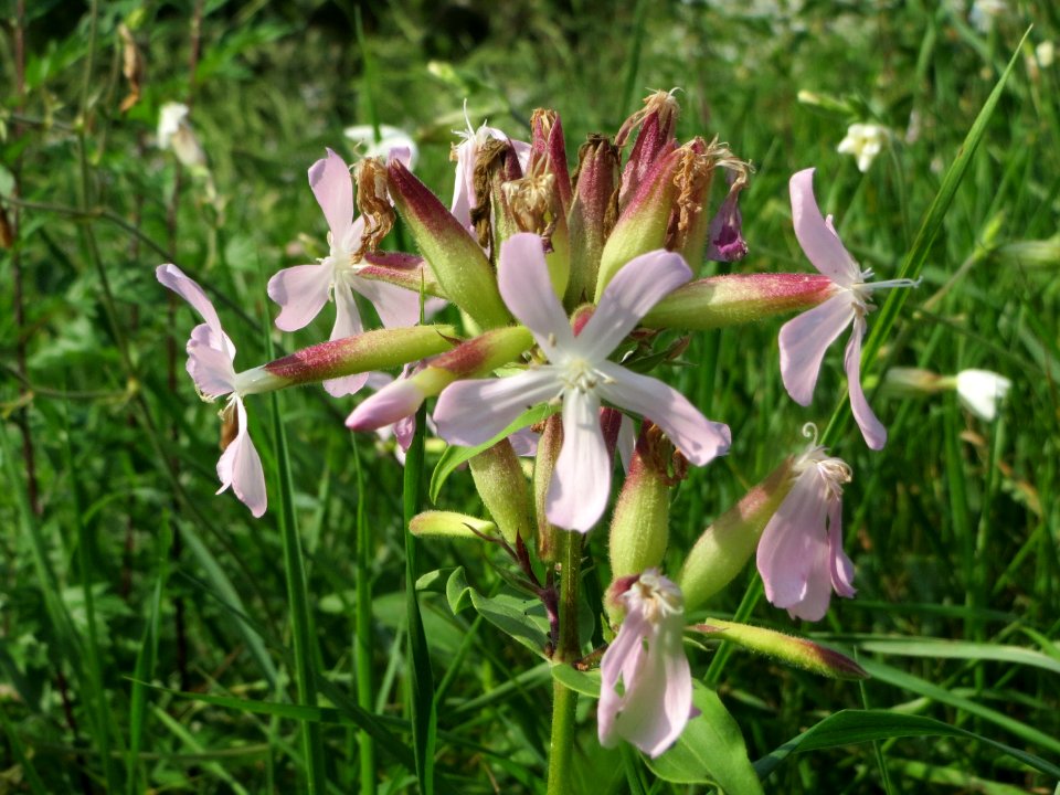 20140907Saponaria_officinalis2