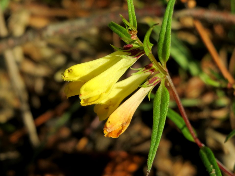 20140827Melampyrum_pratense