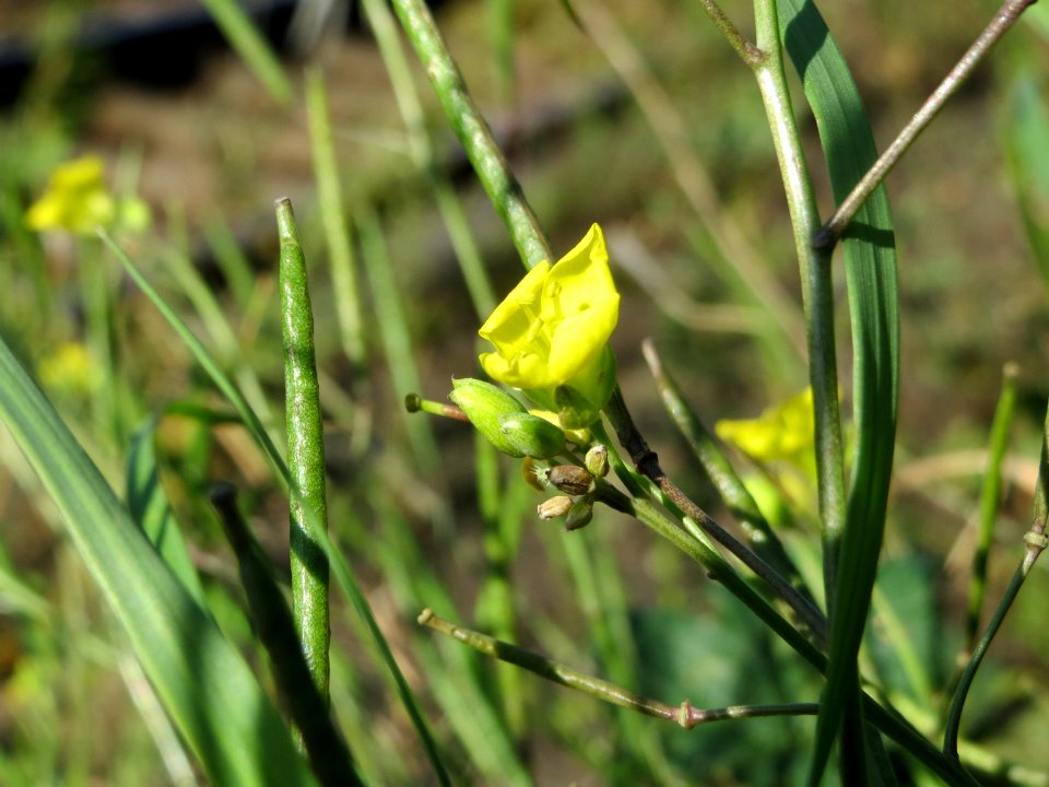 20140917Diplotaxis_tenuifolia1