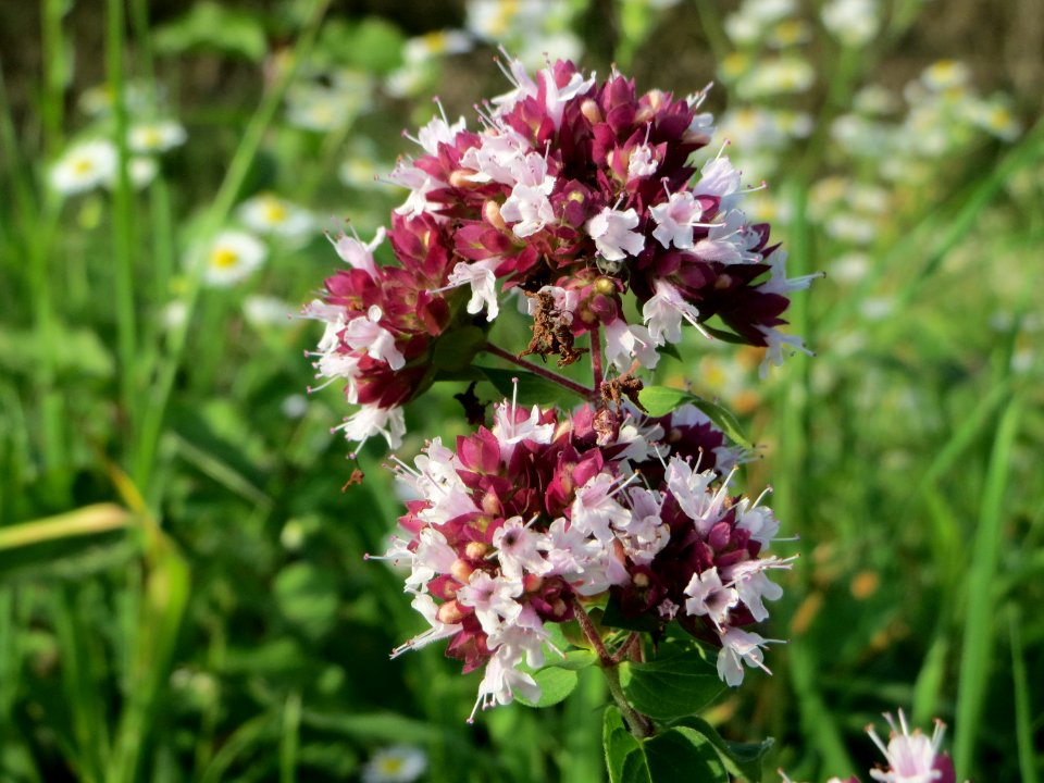 20140907Origanum_vulgare1