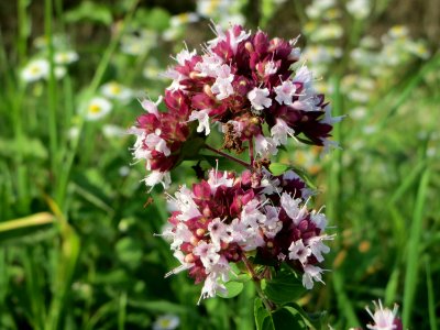 20140907Origanum_vulgare1