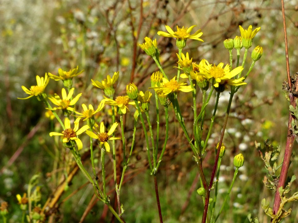 20140827Jacobaea_vulgaris2