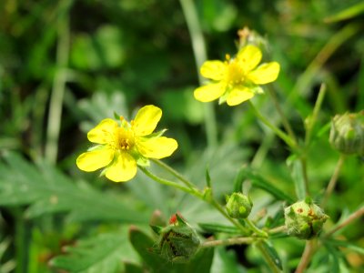 20140907Potentilla_argentea1