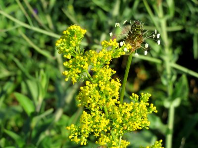 20140827Galium_verum2