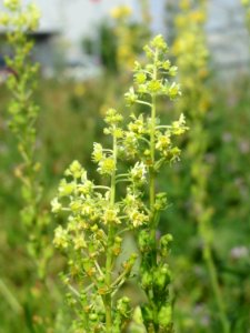 20140908Reseda_lutea1