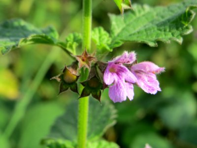 20140907Ballota_nigra1