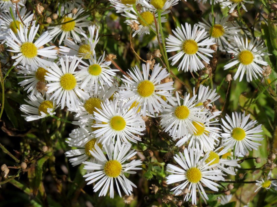 20140827Erigeron_annuus3
