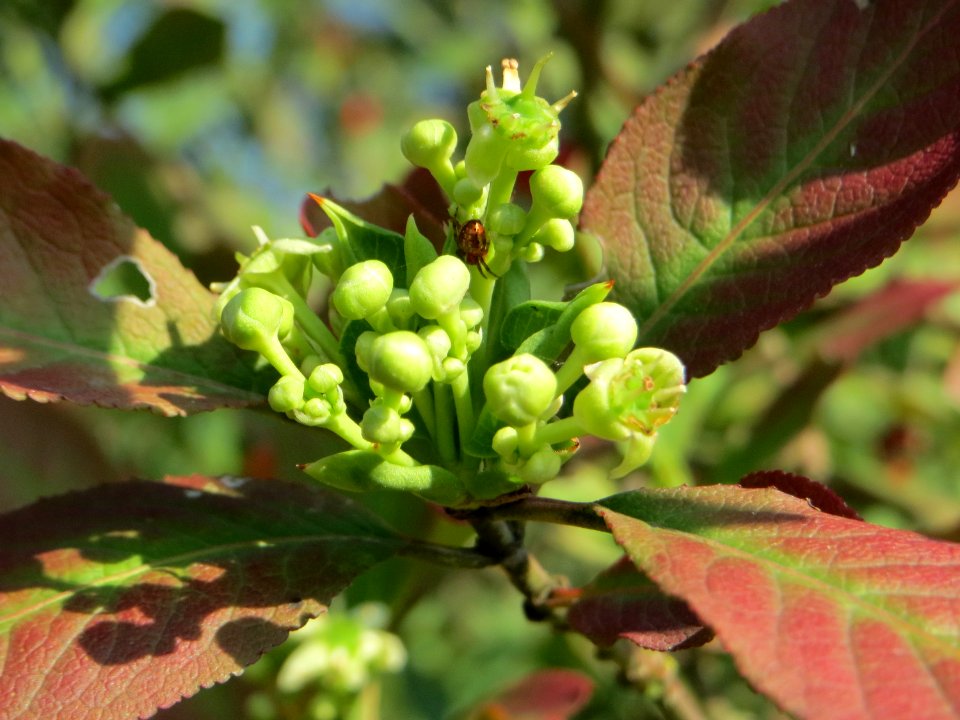 20140926Euonymus_europaeus4