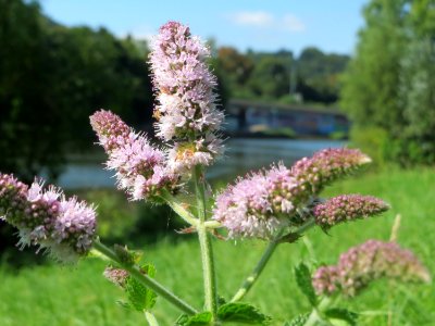 20140903Mentha_suaveolens3