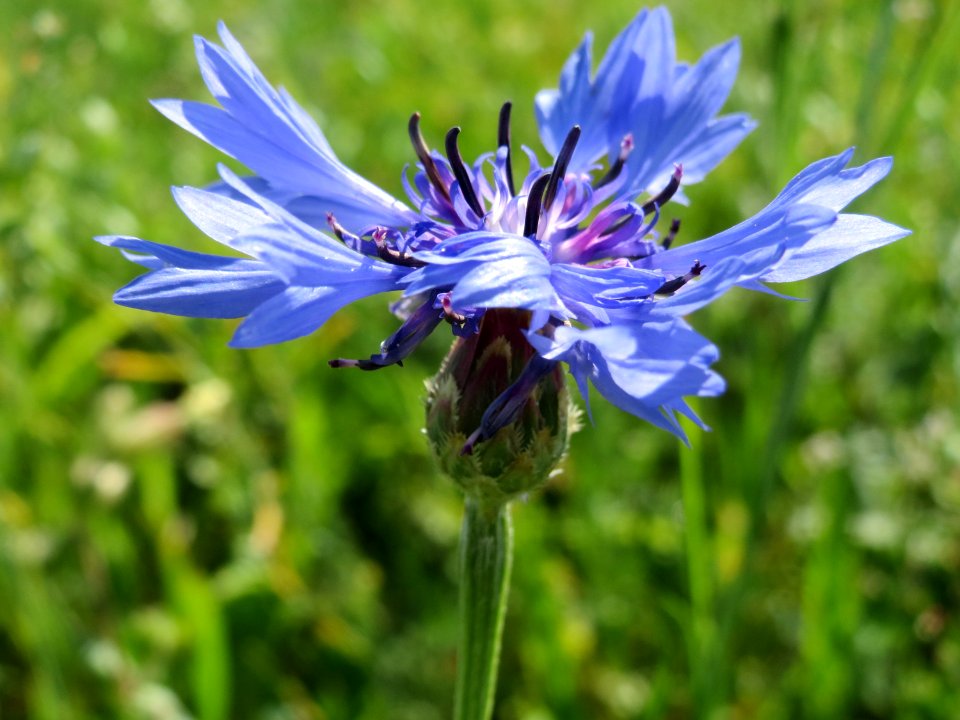 20140827Centaurea_cyanus2