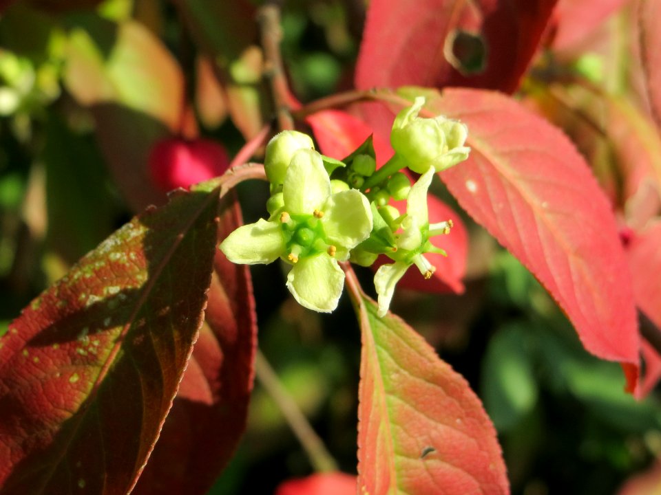 20140926Euonymus_europaeus3