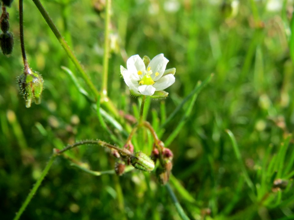 20140925Spergula_arvensis2