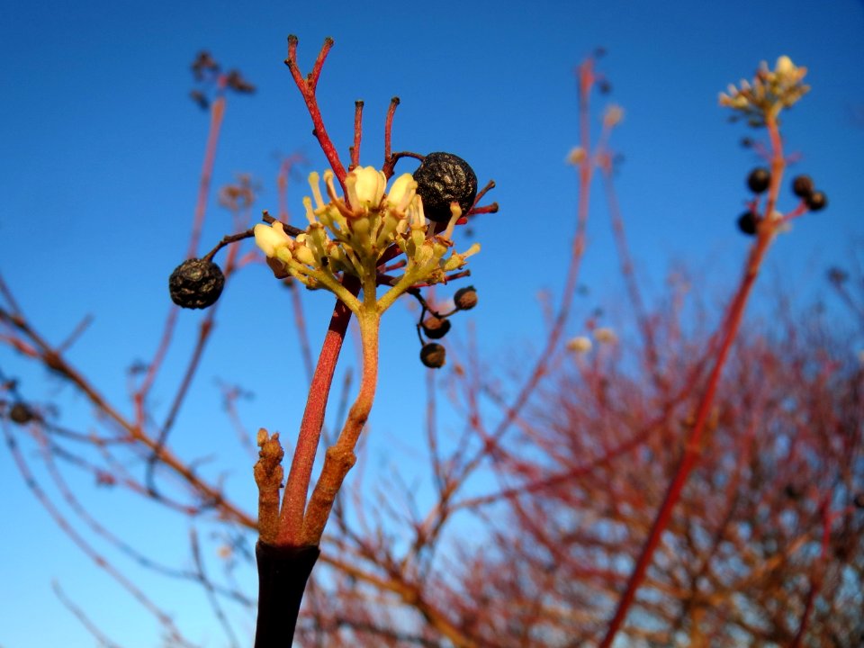 20141228Cornus_sanguinea3