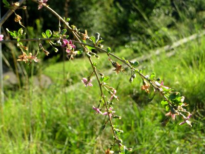 20140827Lycium_barbarum1