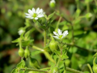 20140926Cerastium_fontanum3