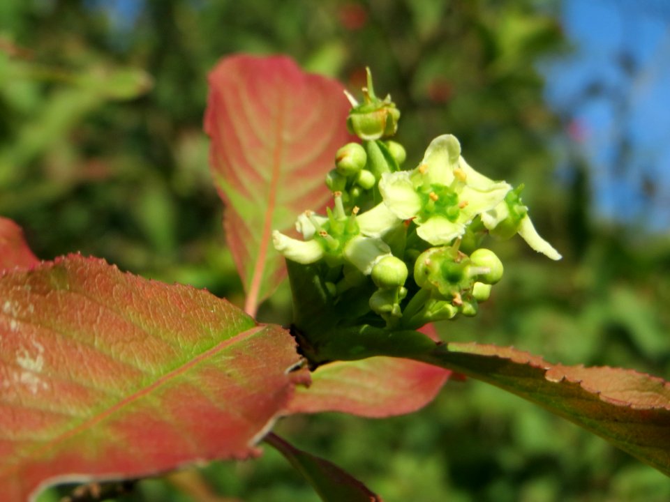 20140926Euonymus_europaeus5