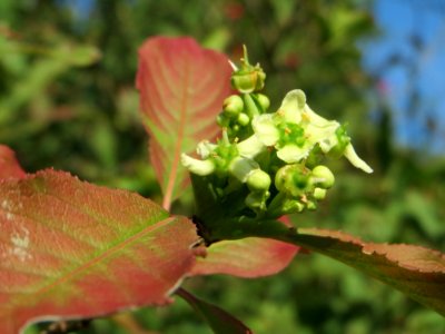 20140926Euonymus_europaeus5