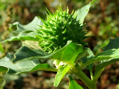 20140920Datura_stramonium2