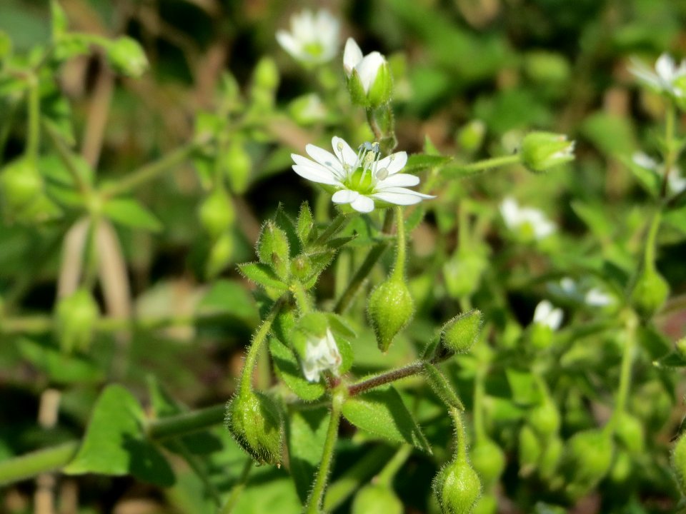 20140926Cerastium_fontanum2