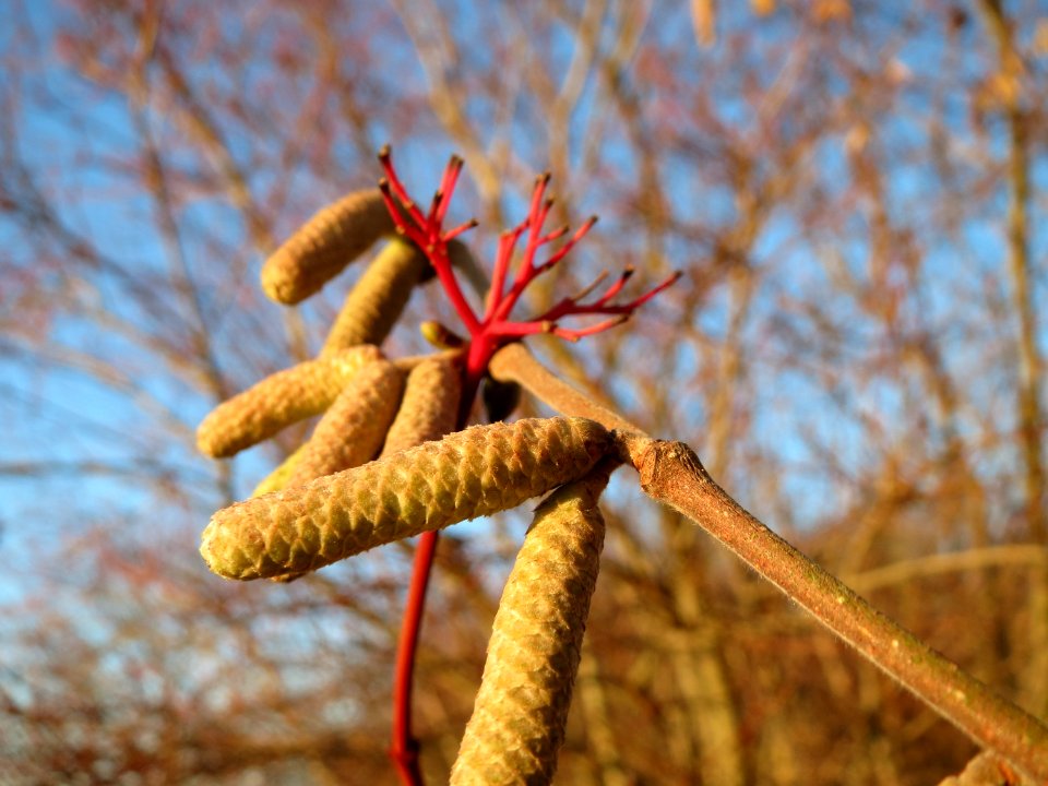 20141228Corylus_avellana3