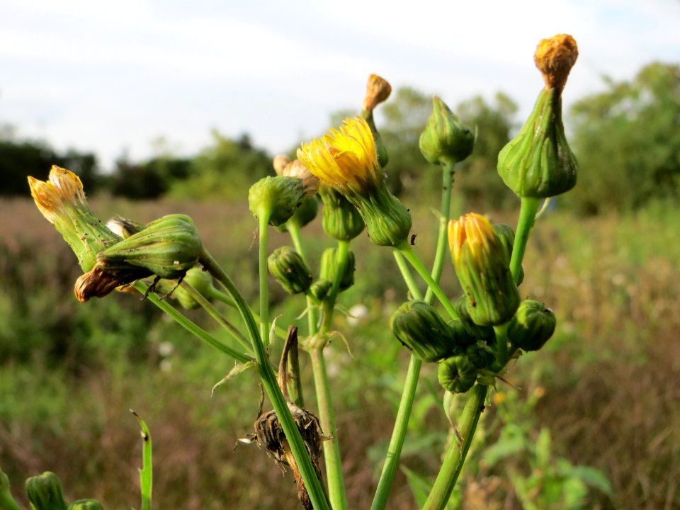 20140924Sonchus_asper