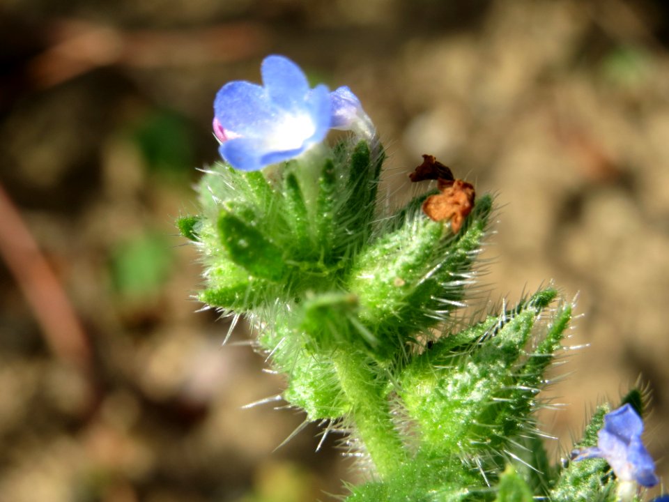 20140920Anchusa_arvensis1