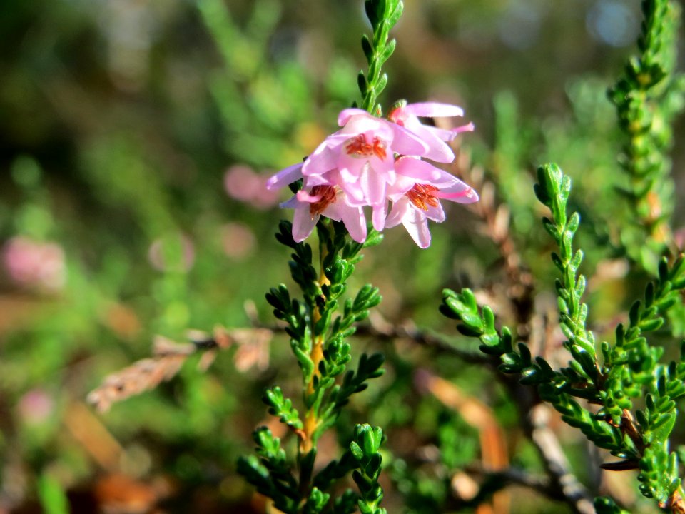 20140926Calluna_vulgaris1