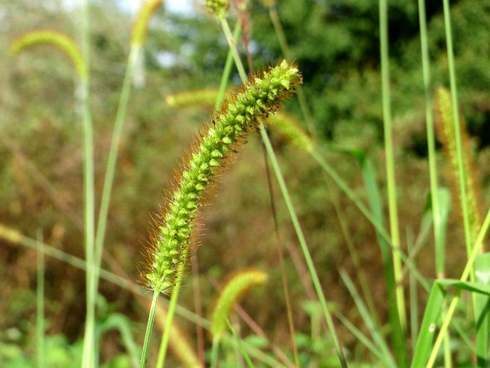 20140919Setaria_pumila3