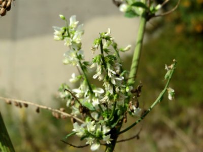 20140919Melilotus_albus1