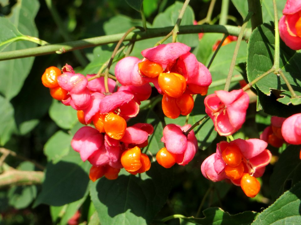 20140926Euonymus_europaeus1