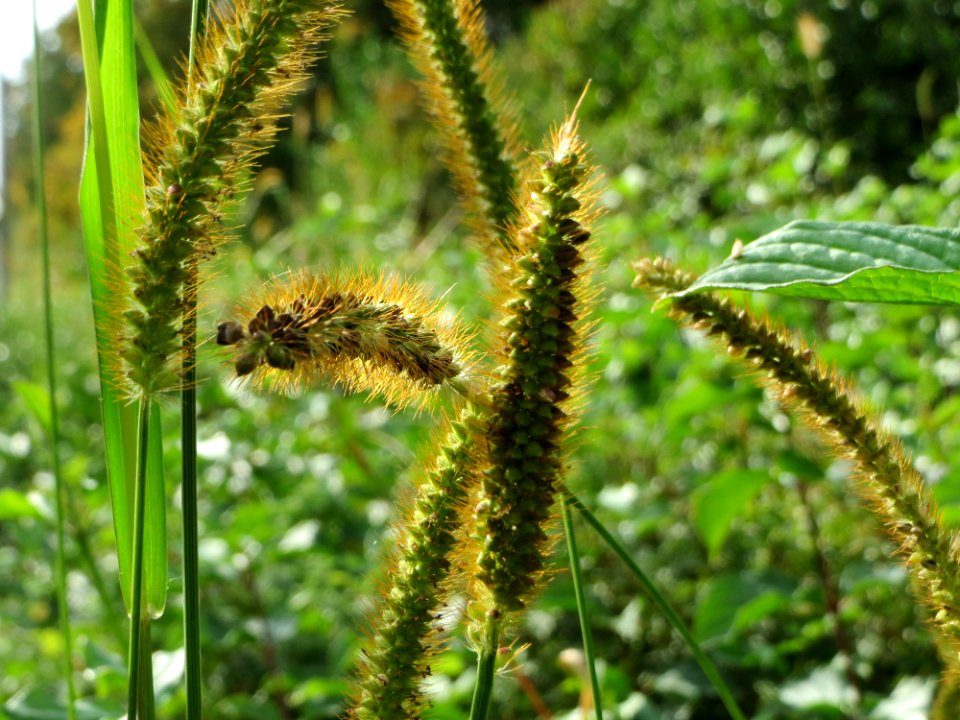 20140919Setaria_pumila1