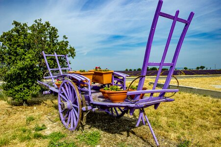 Lavender haute provence summer